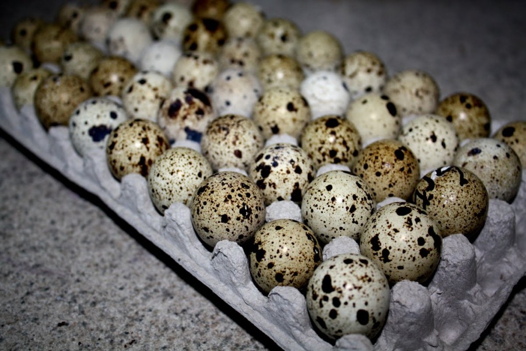 30 Raw Quail Eggs